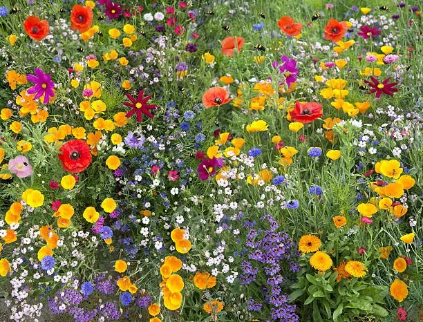 Flowers for Everyone