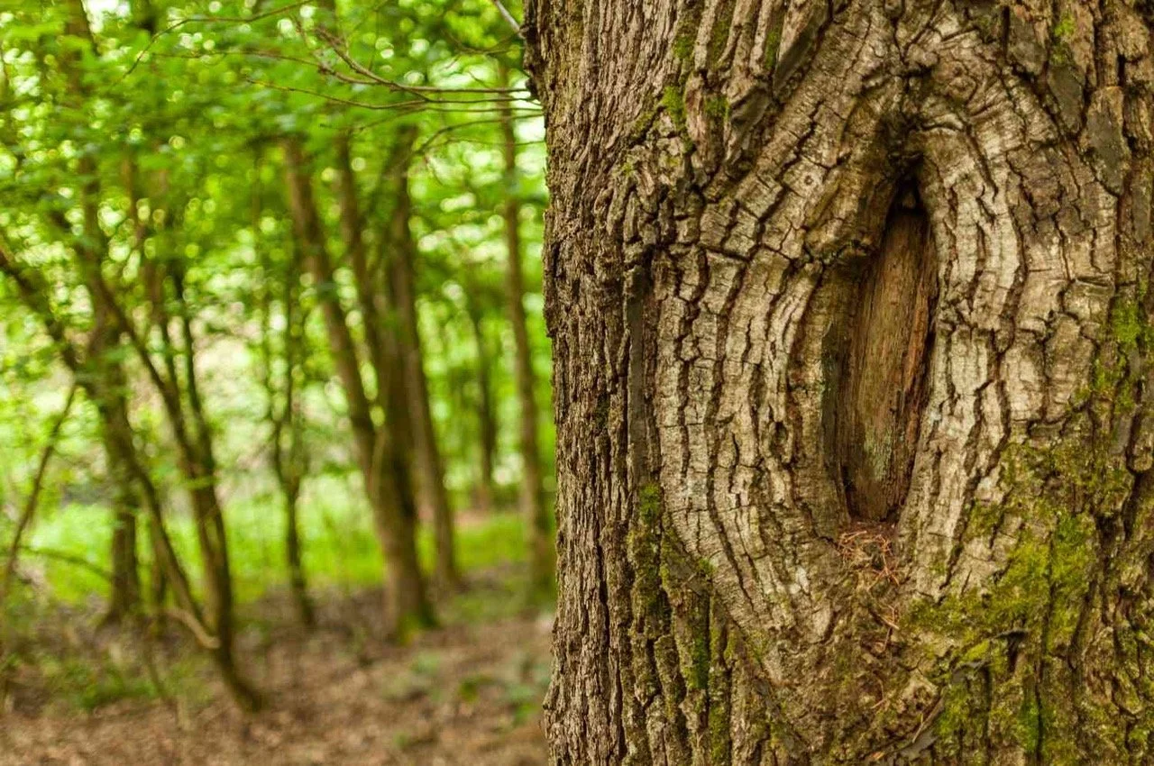 Nurtured By Nature