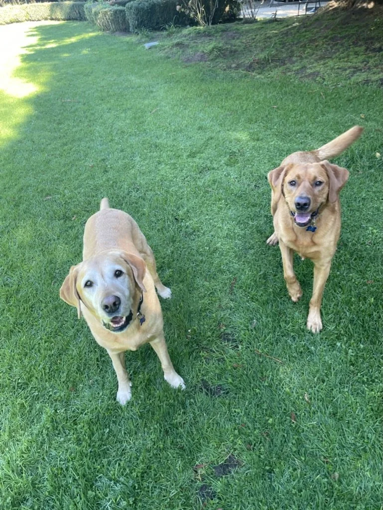 Pause: Sense Love and Connection