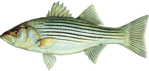 striper-illo.png