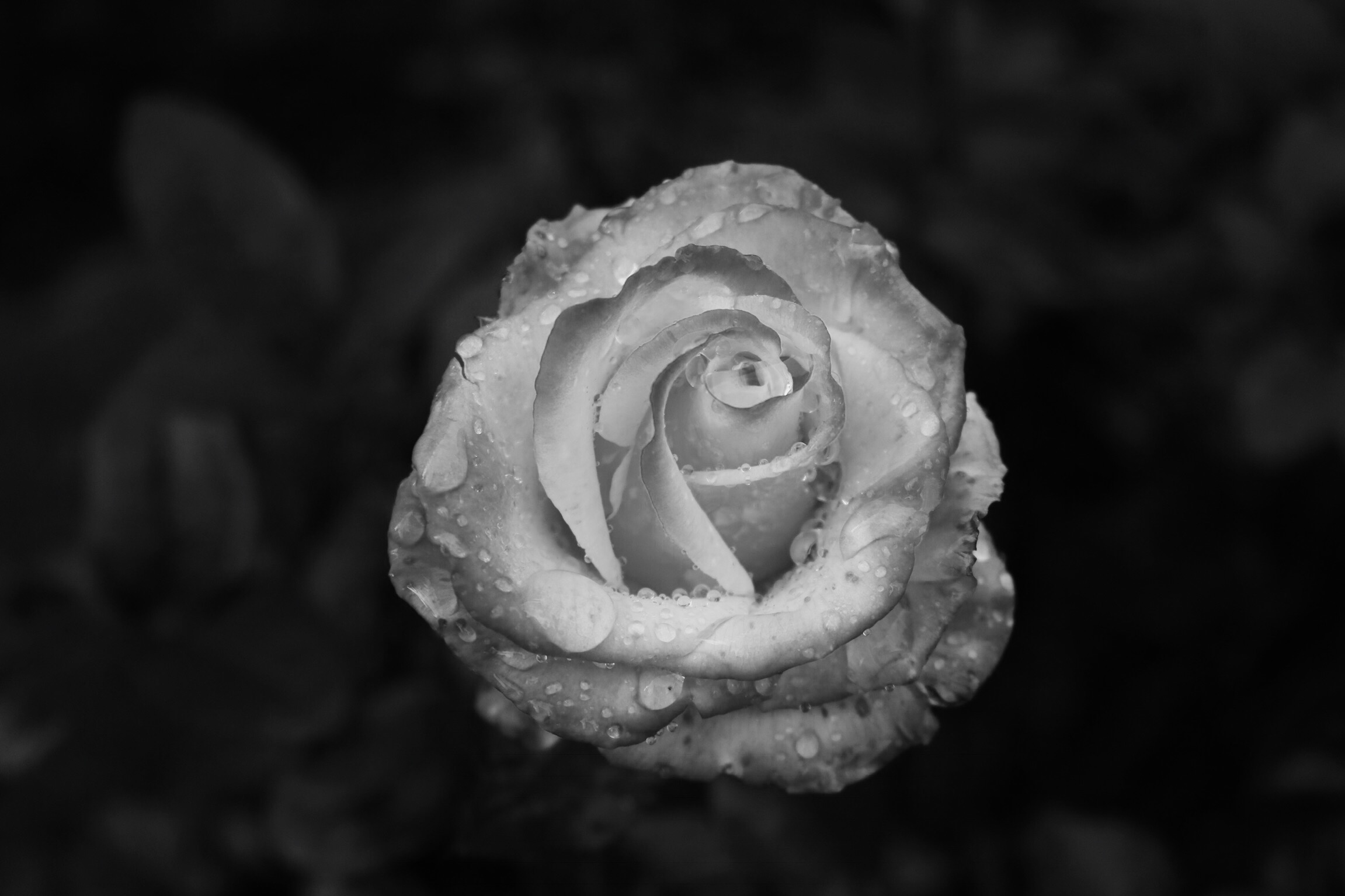 Black and White