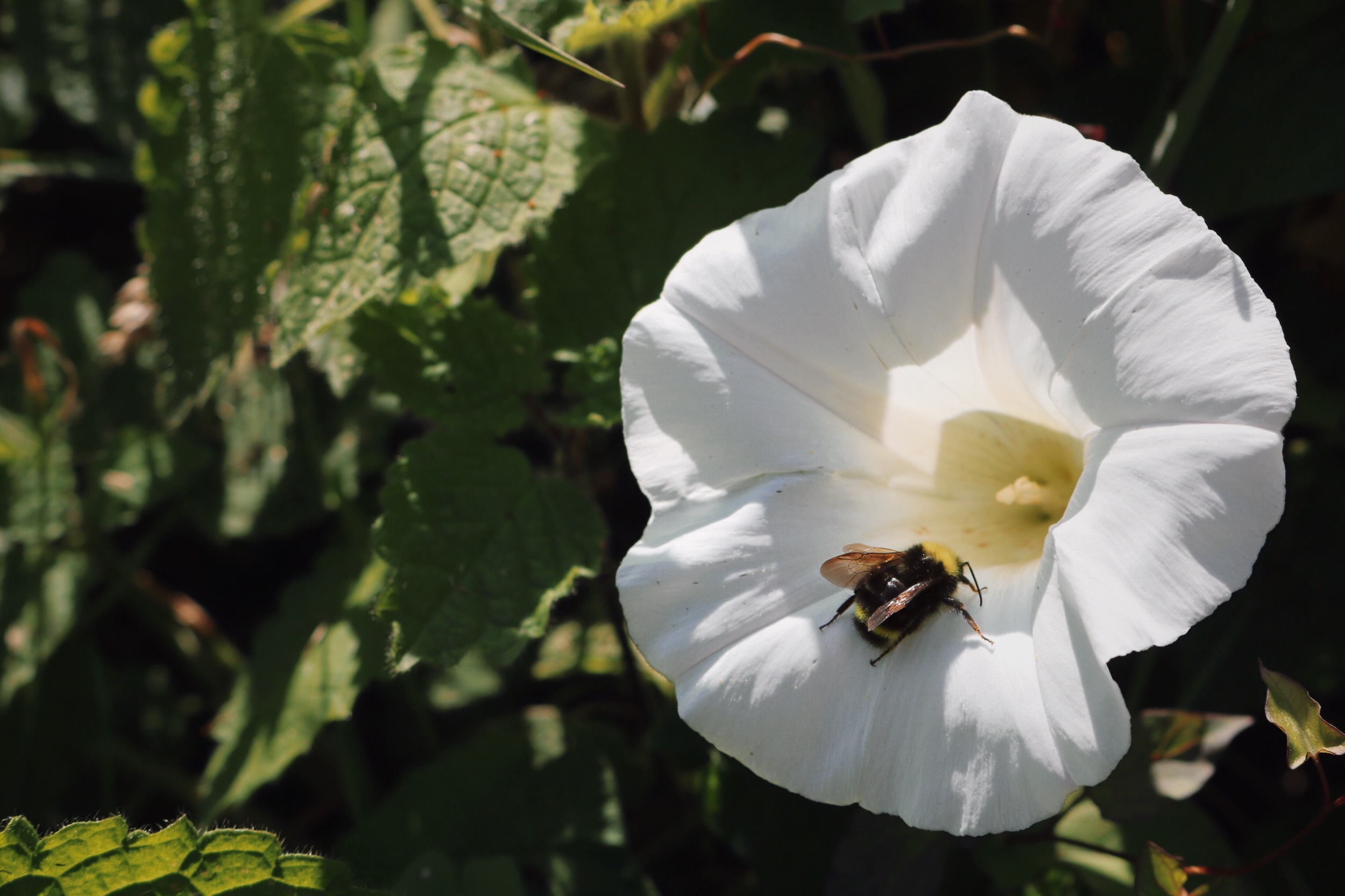Not Yet Industrious