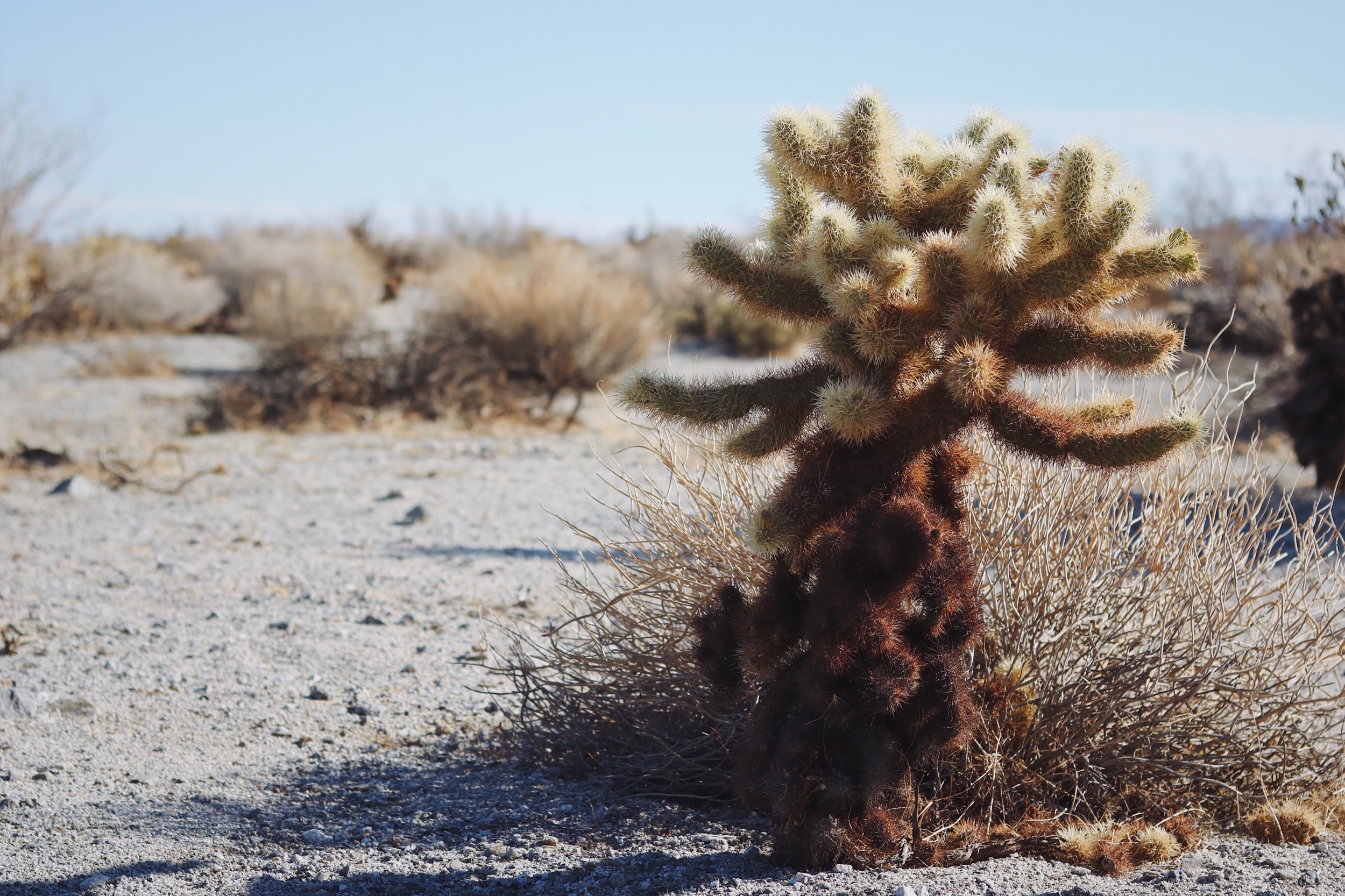 Anza Borrego - A Series.