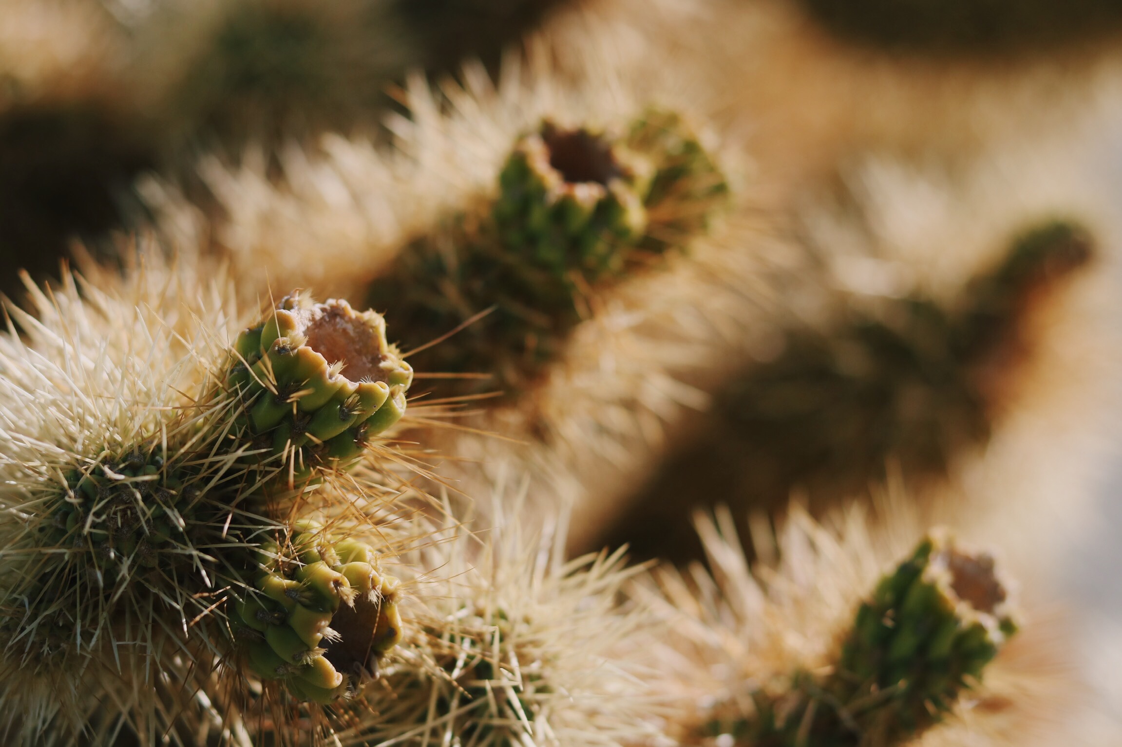 Anza Borrego - A Series.