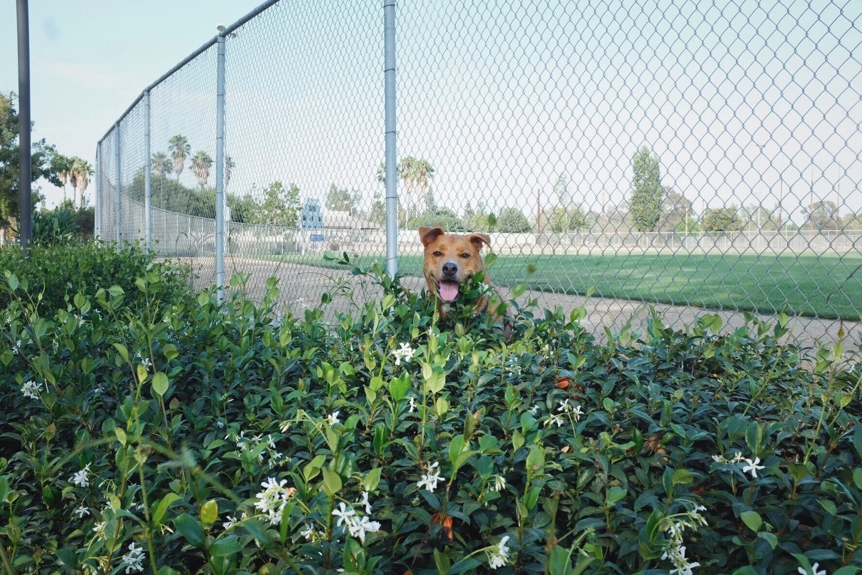 Bobby's Dog