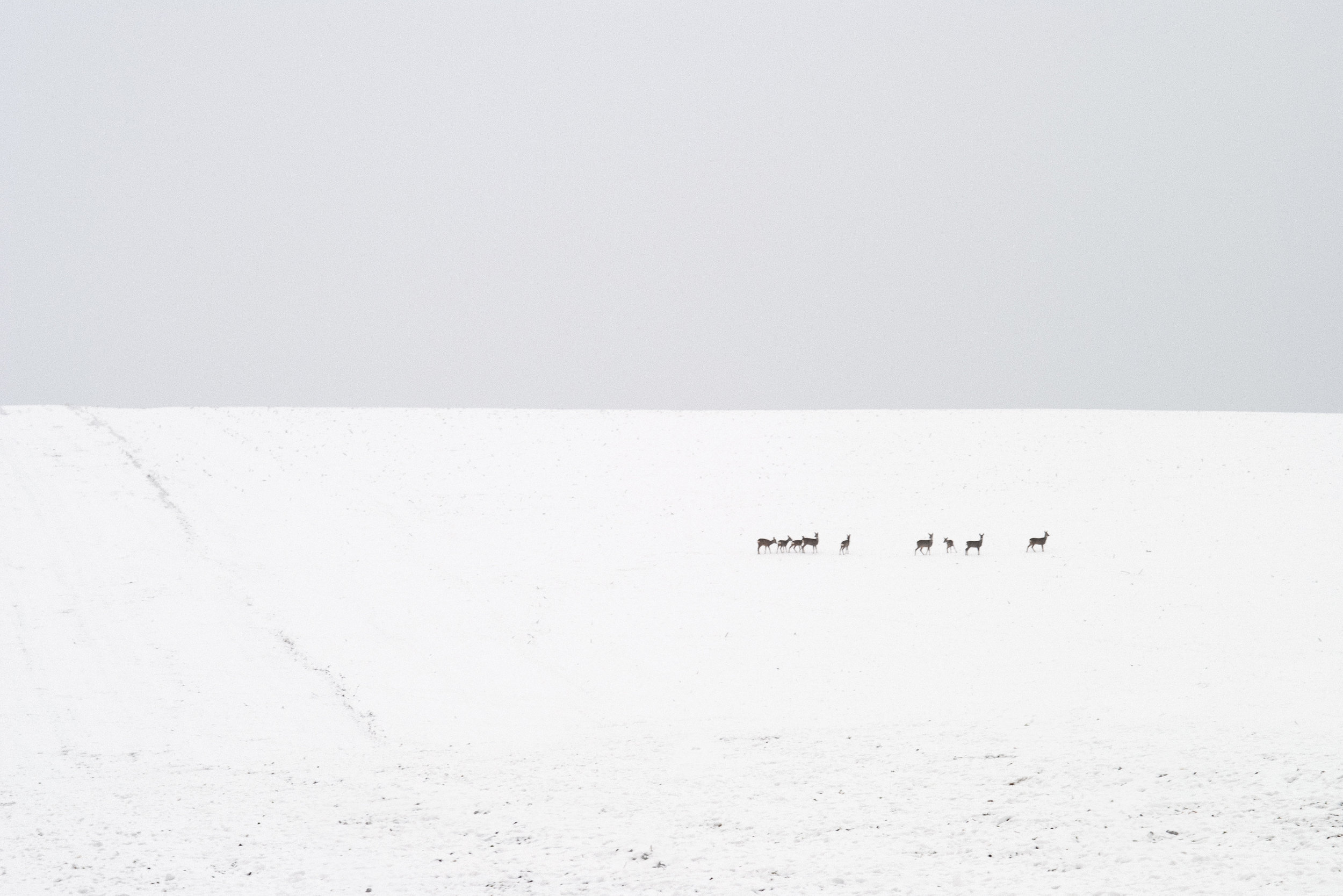 deer.jpg