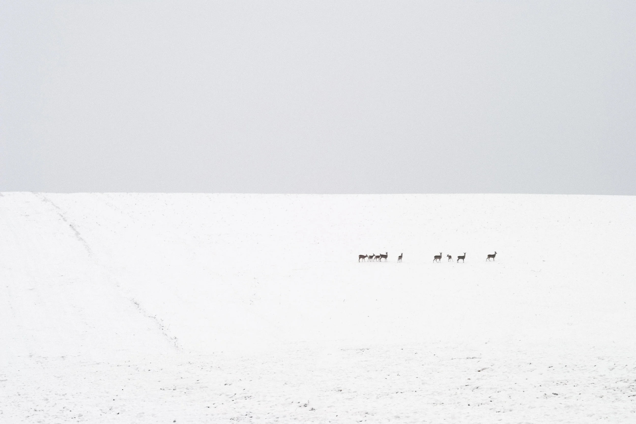 Deer: A Study