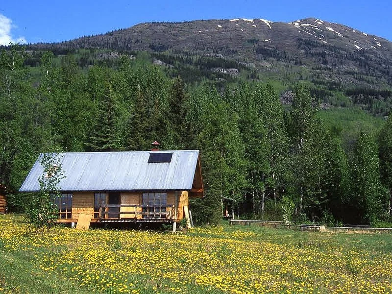 A rustic cabin with a metal roof in a meadow filled with yellow flowers, surrounded by green trees and a mountain with patches of snow in the background under a blue sky.