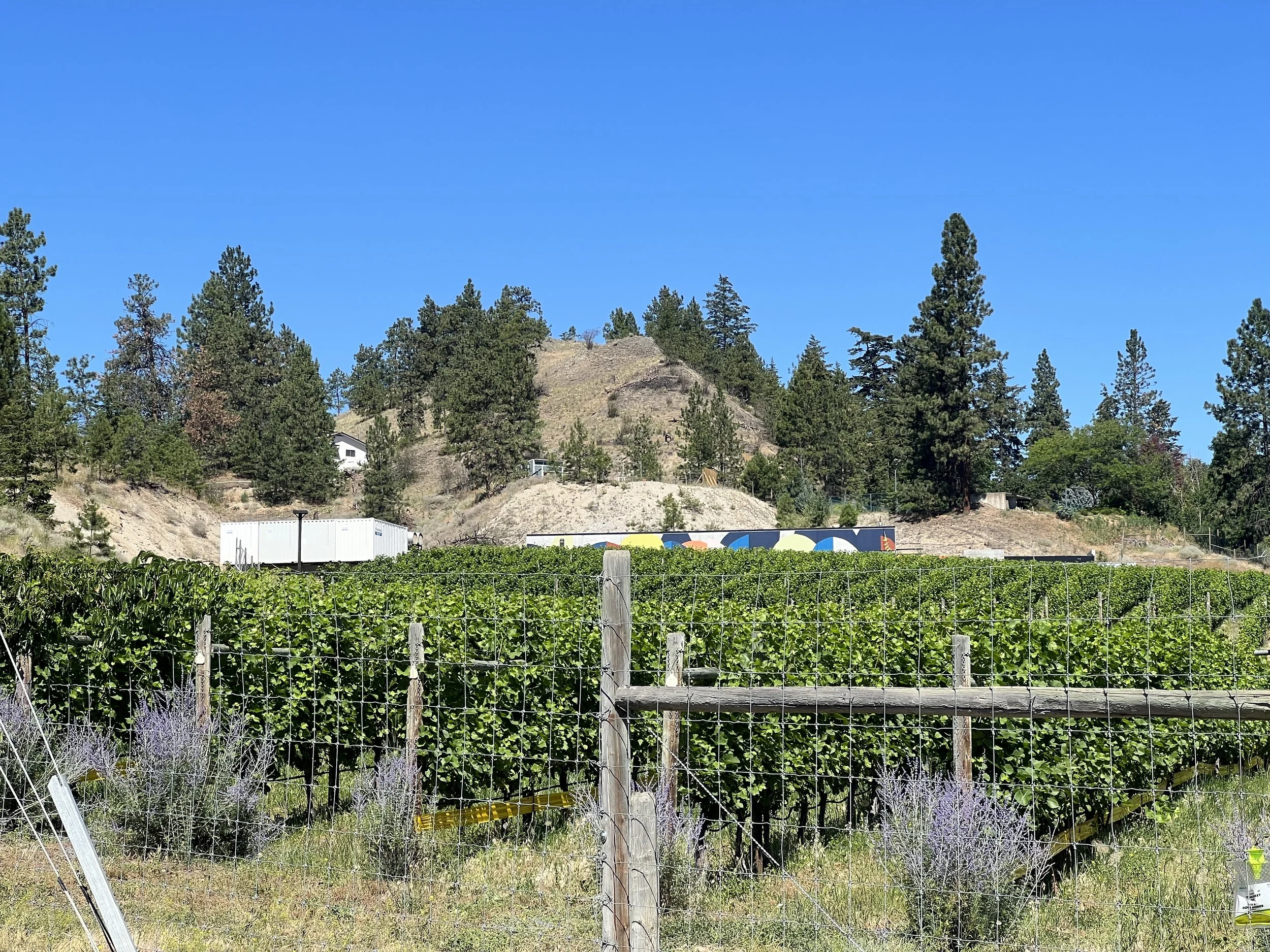 A lush vineyard with green grapevines inside a wire fence, with a wooden post in the foreground. Hills with trees and a clear blue sky are in the background.