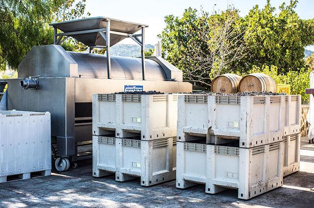 Saturday harvest views🍇✨🍇