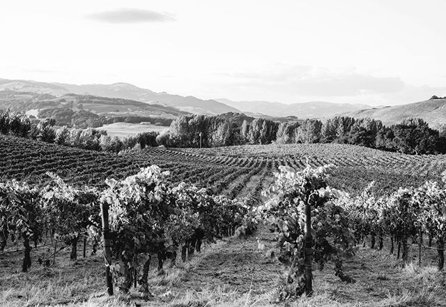 Petaluma Gap vineyard views 🌿✨
