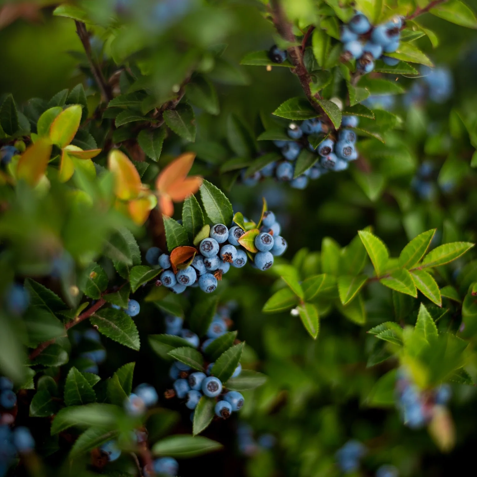 Leading the Way to Organic Farming