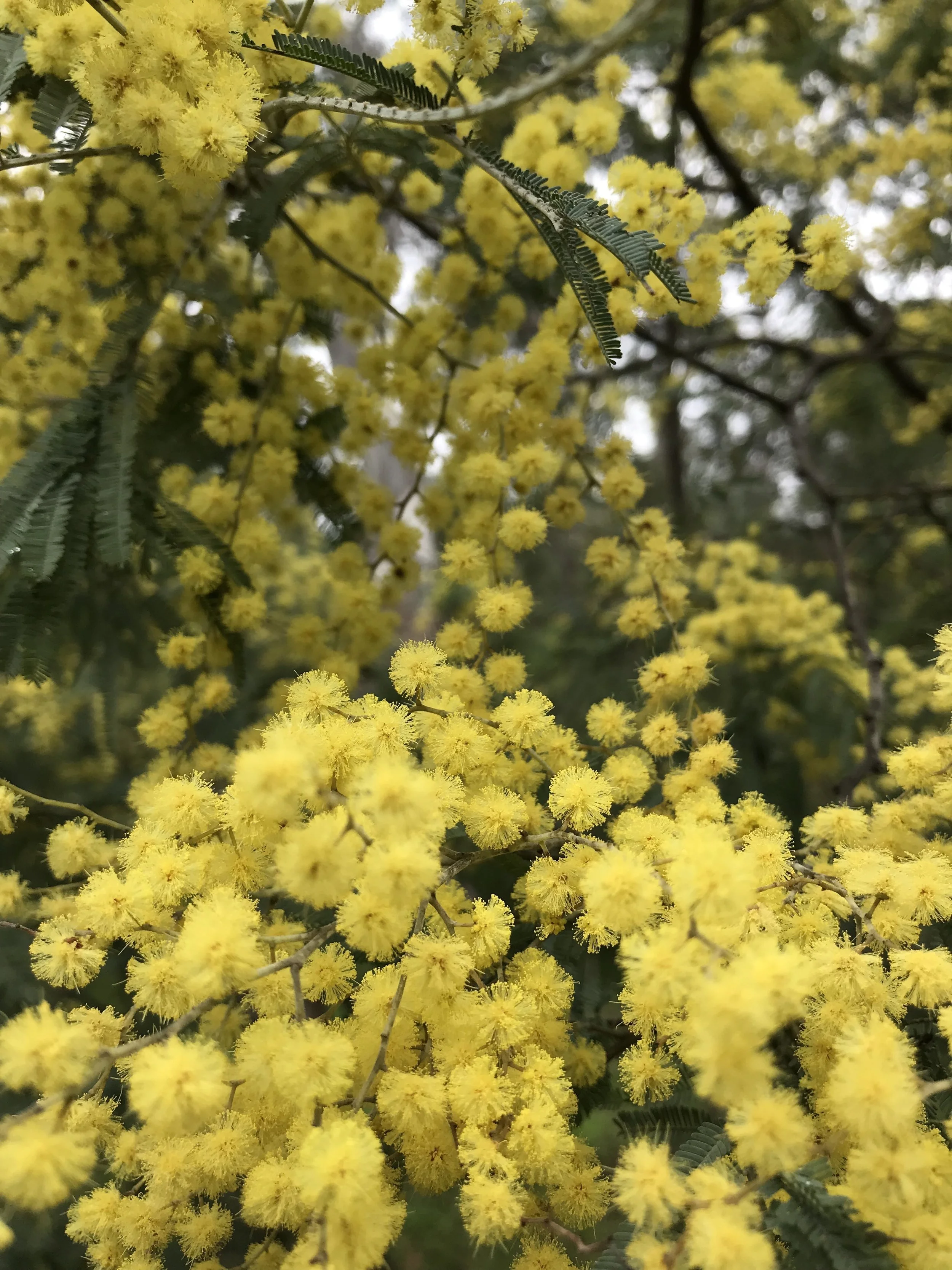 Wattle in Yarra Bend Park on a morning walk contemplating this poem