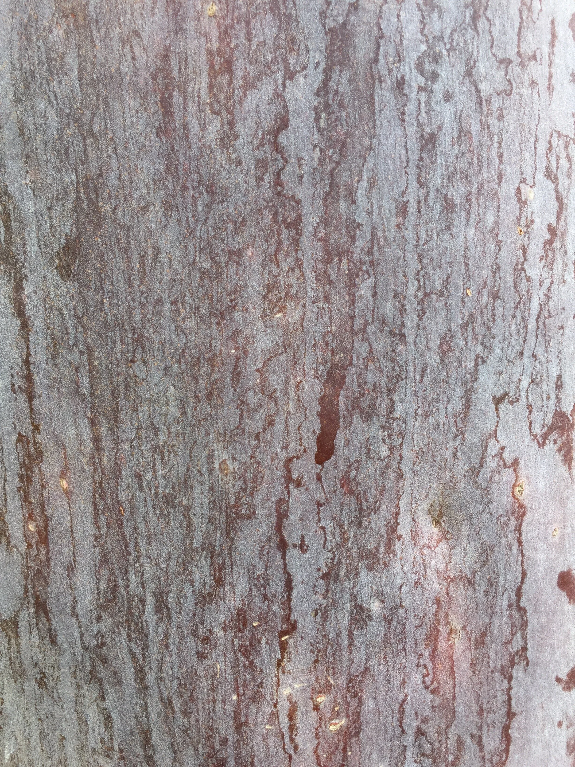 Bark, by Anahata Giri