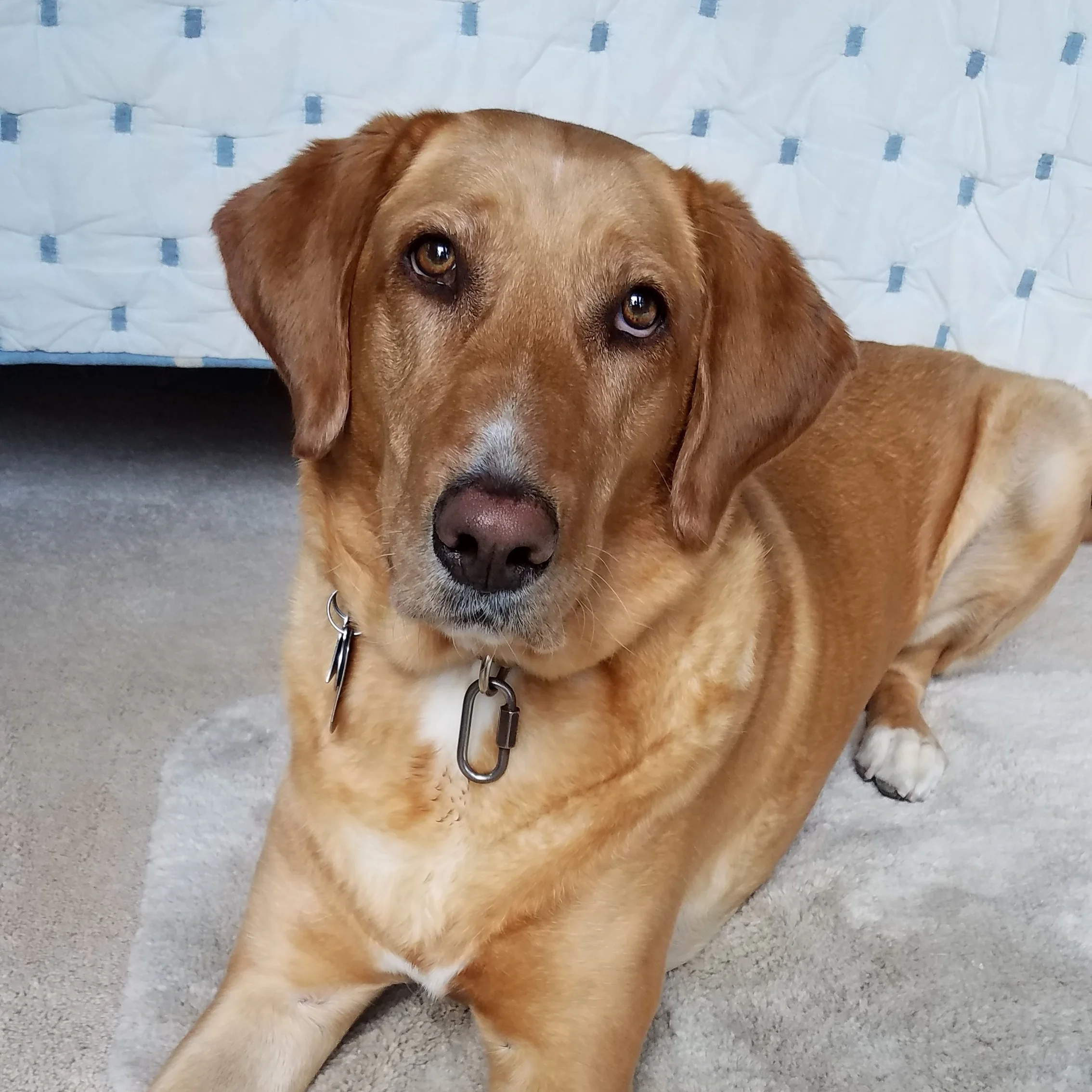 Maya