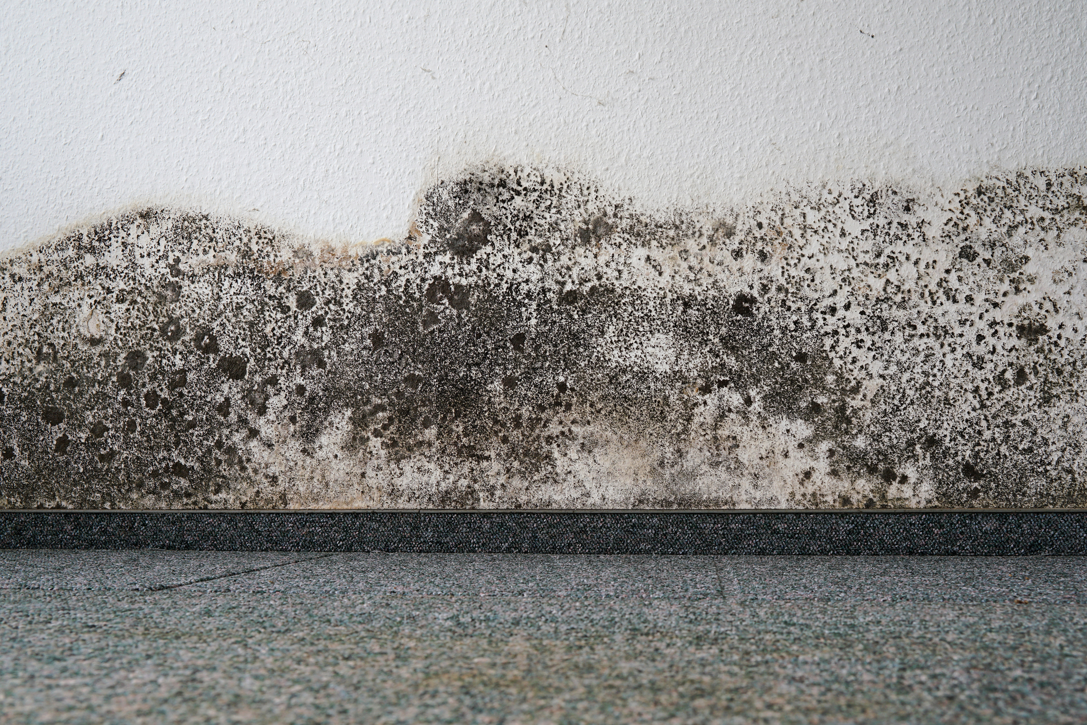 MOLD DAMAGE RESTORATION