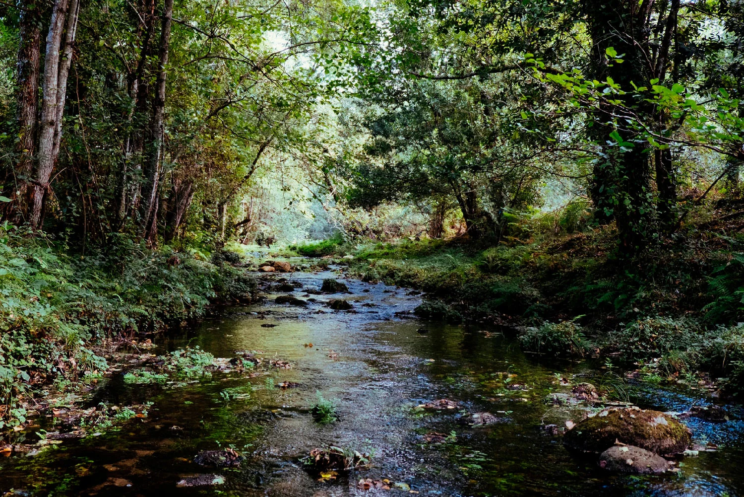 CREEK_WEB_1.jpg