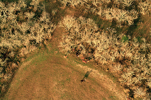 Cow with Shadow