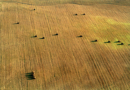 February Bales