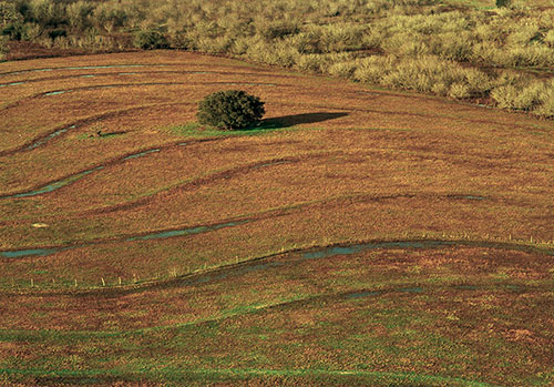 Morning Field I