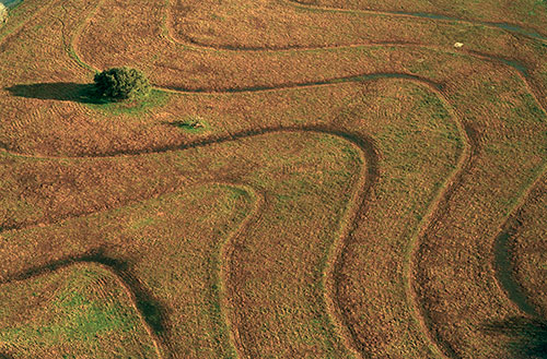 Morning Field II