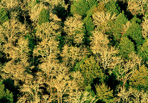 Over the Trees