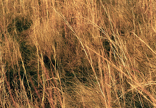 Winter Grasses