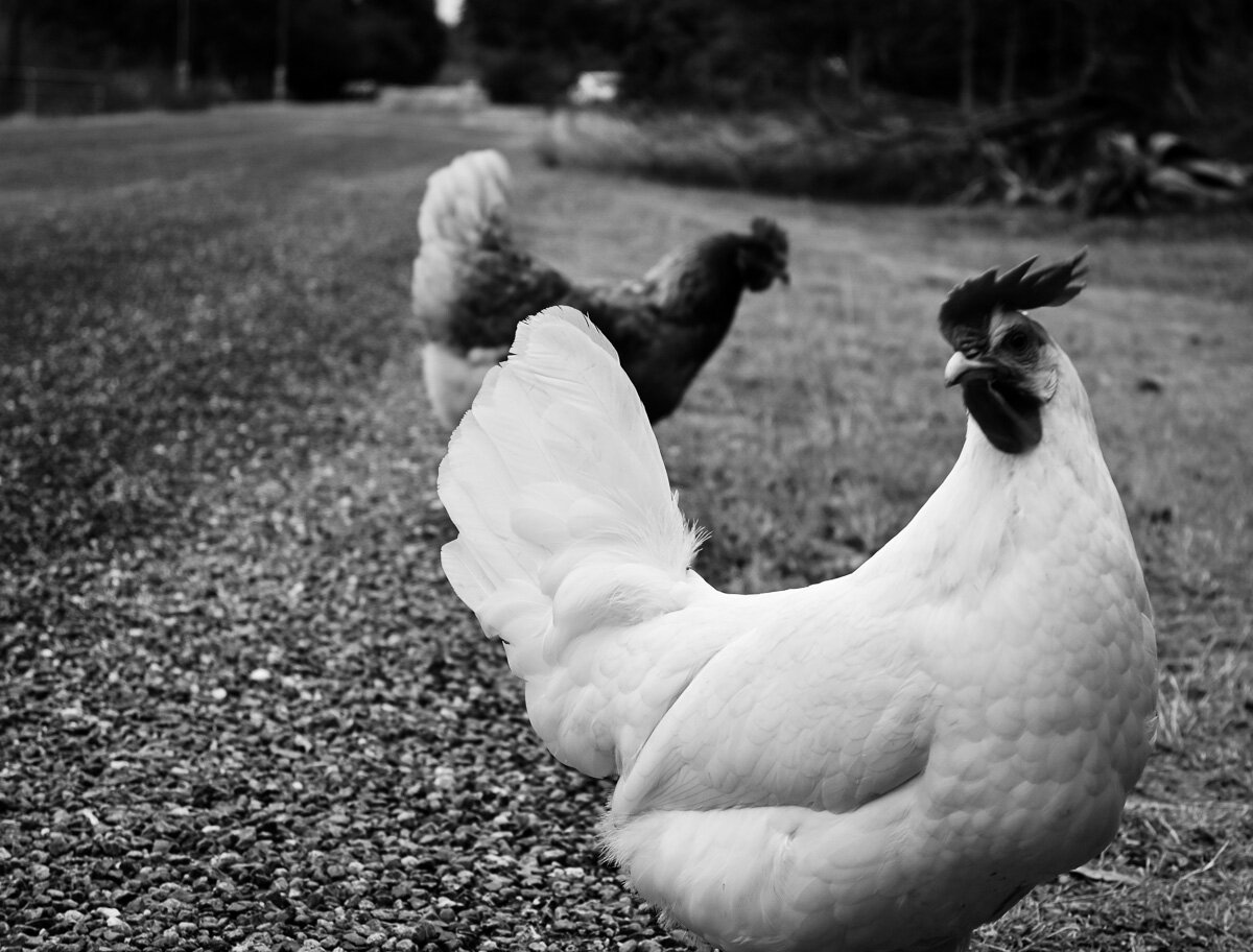 Pecking Order