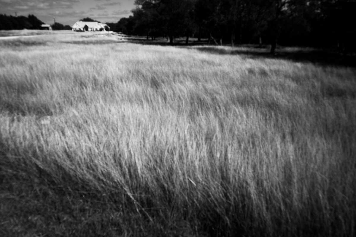 Autumn Grasses II