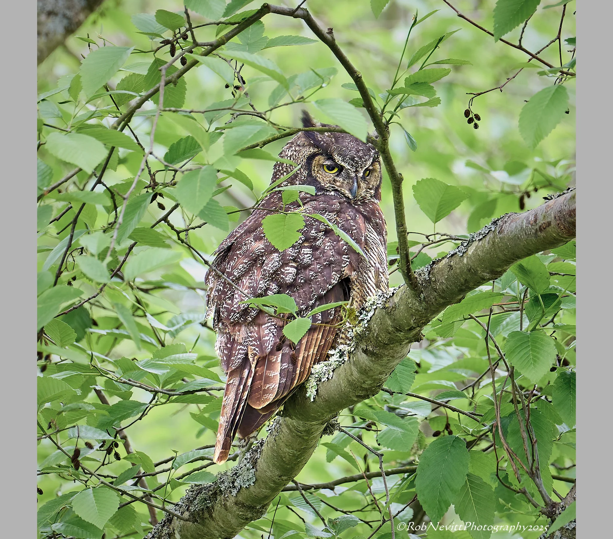 Great Horned Owl - "Mom"