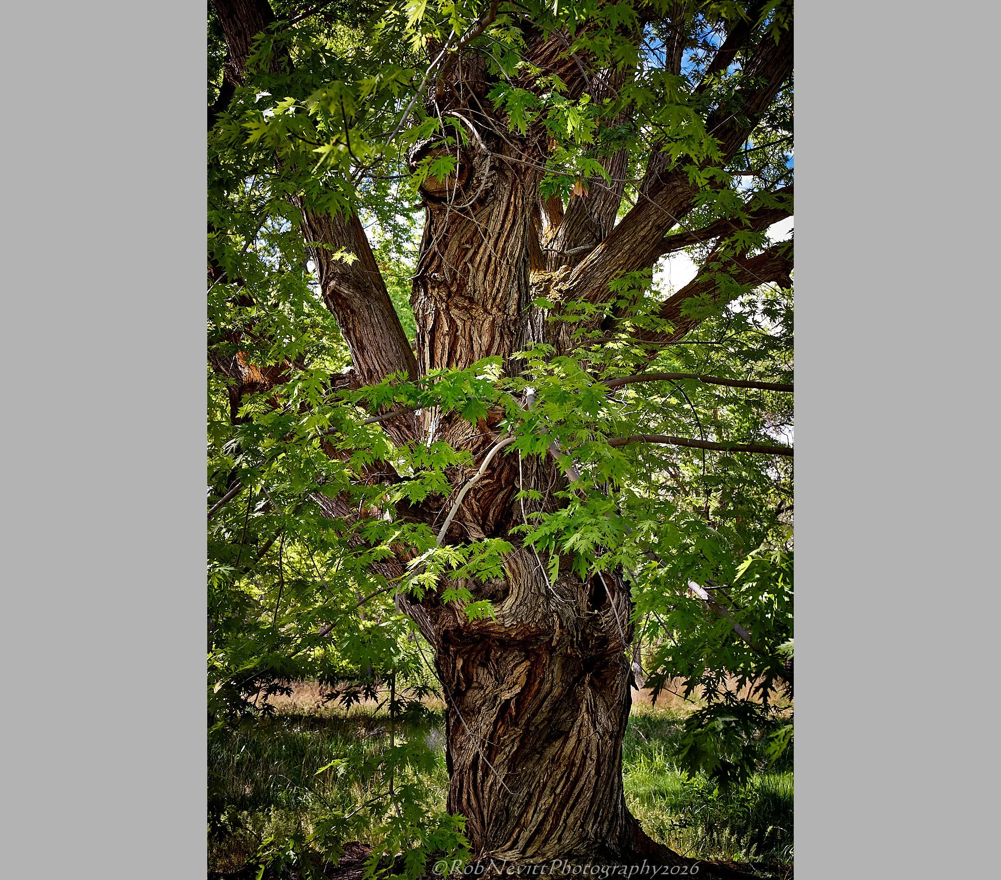 DSR_8506+26-05-08+19-47.jpg