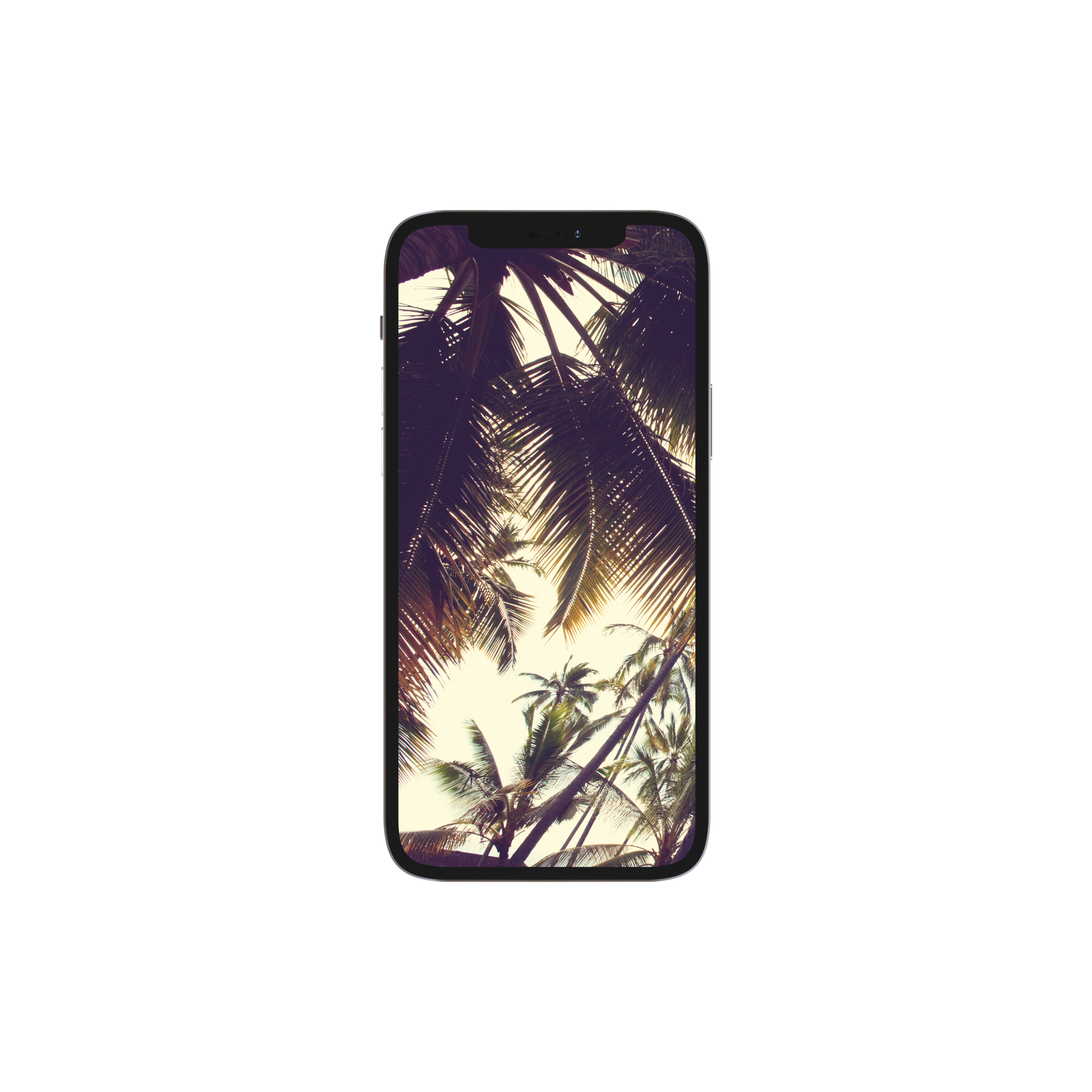 Fond d'Ecran - Palmier 2