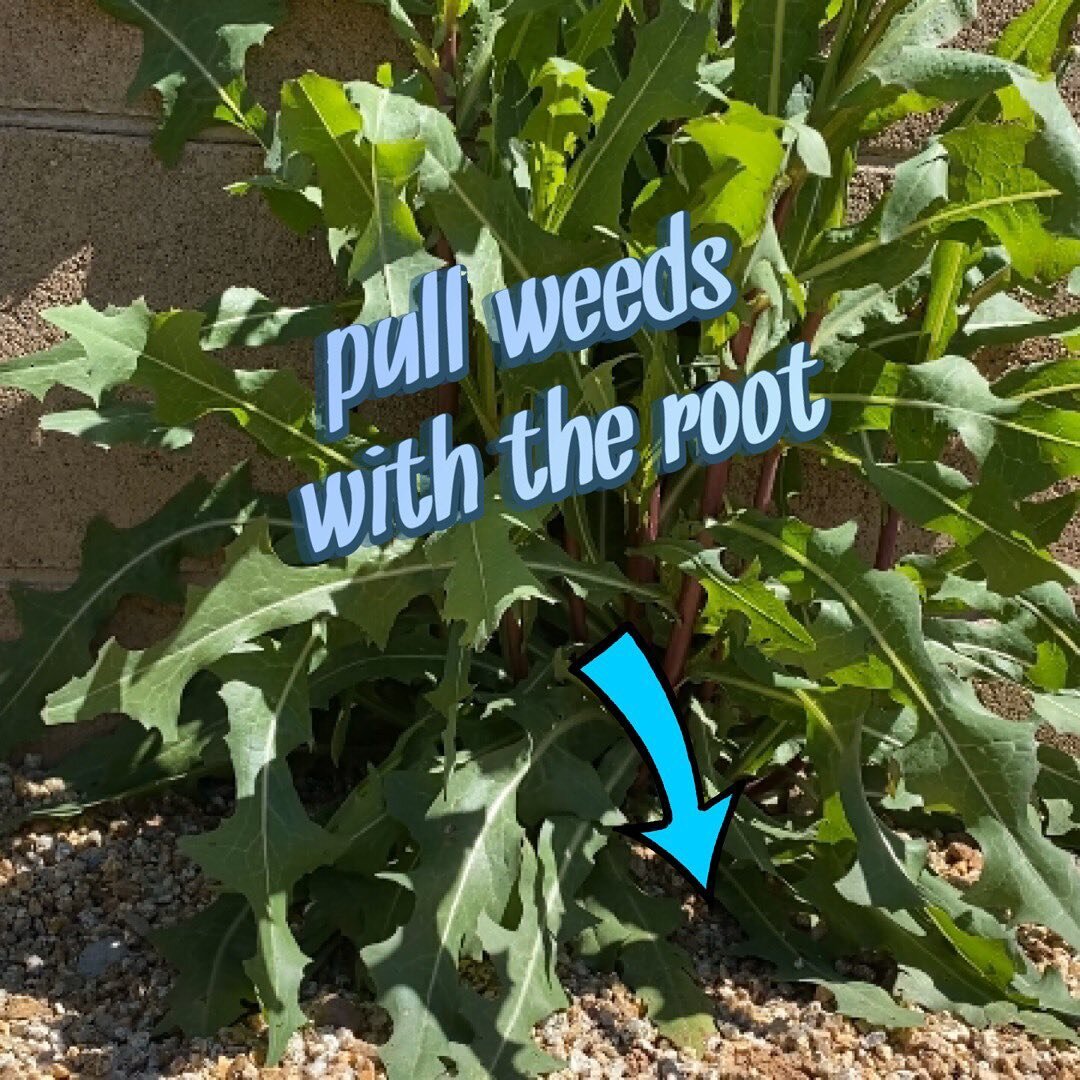 Weeds are EVERYWHERE save time by pulling weeds entirely not just the foliage you see above ground. Best time to pull is now that the ground is soft due to the rain. Thinking about posting YouTube videos with instructional on landscape care and irrig