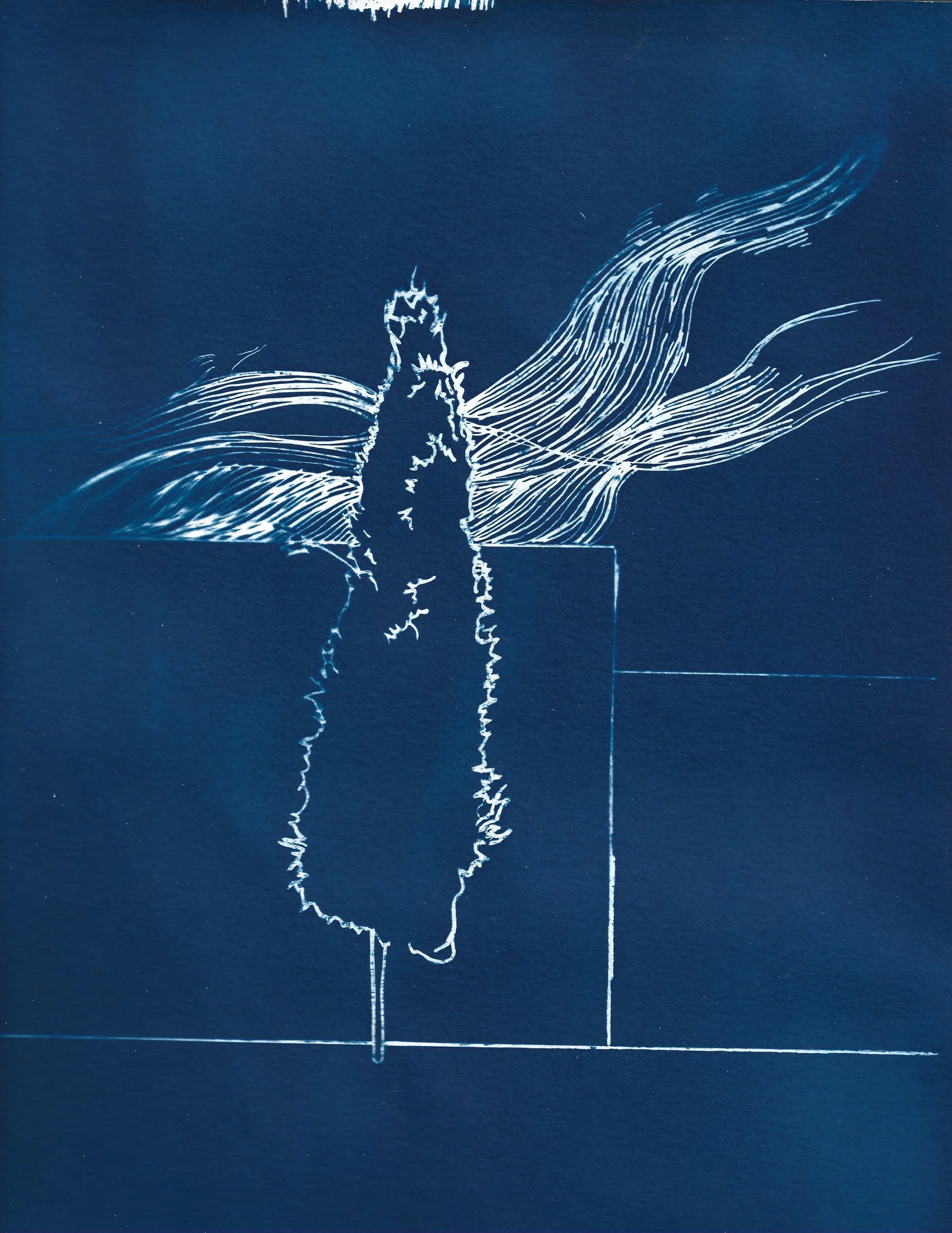 CYPRESS CYANOTYPE 1.jpeg