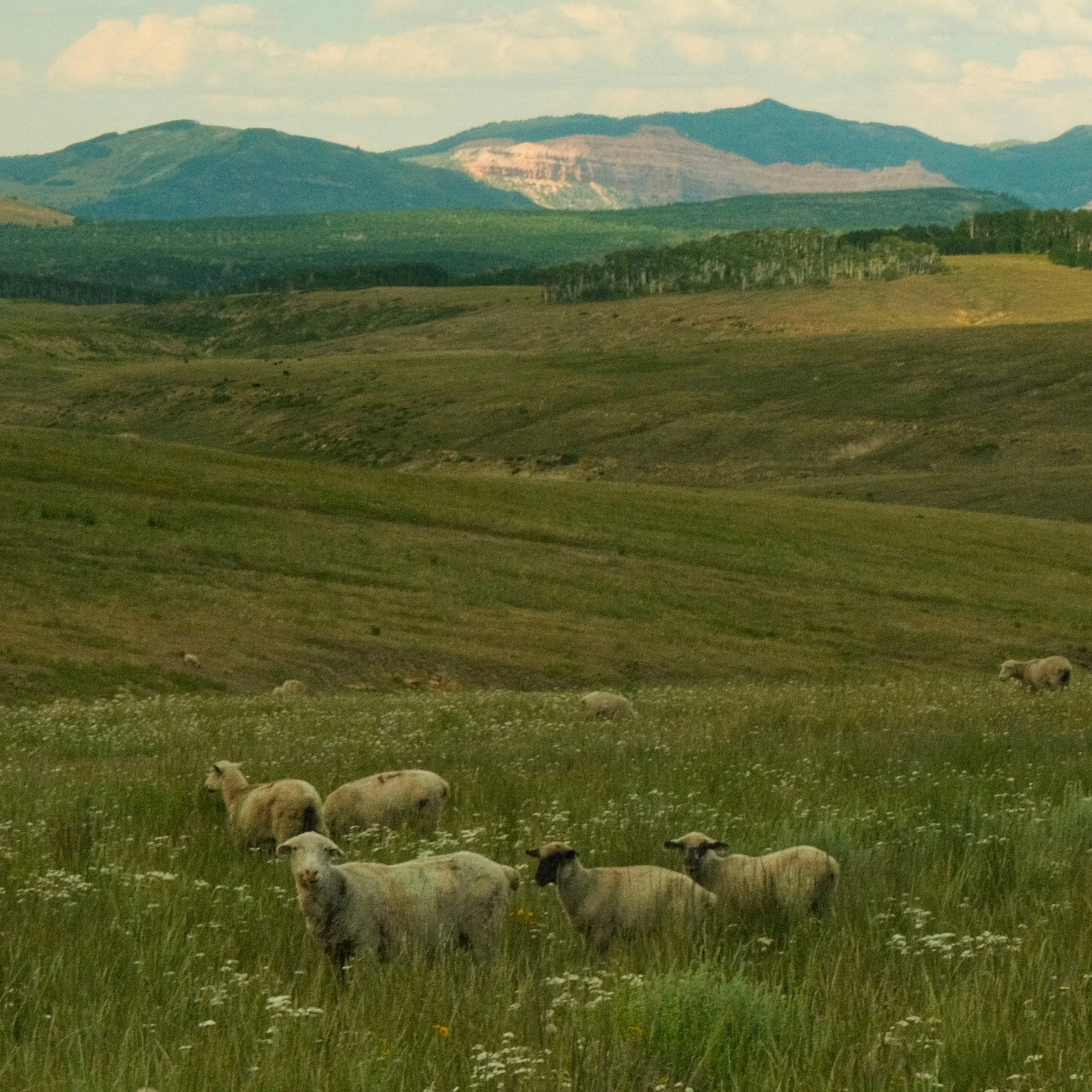 BOYS COVER ART FINAL.JPEG