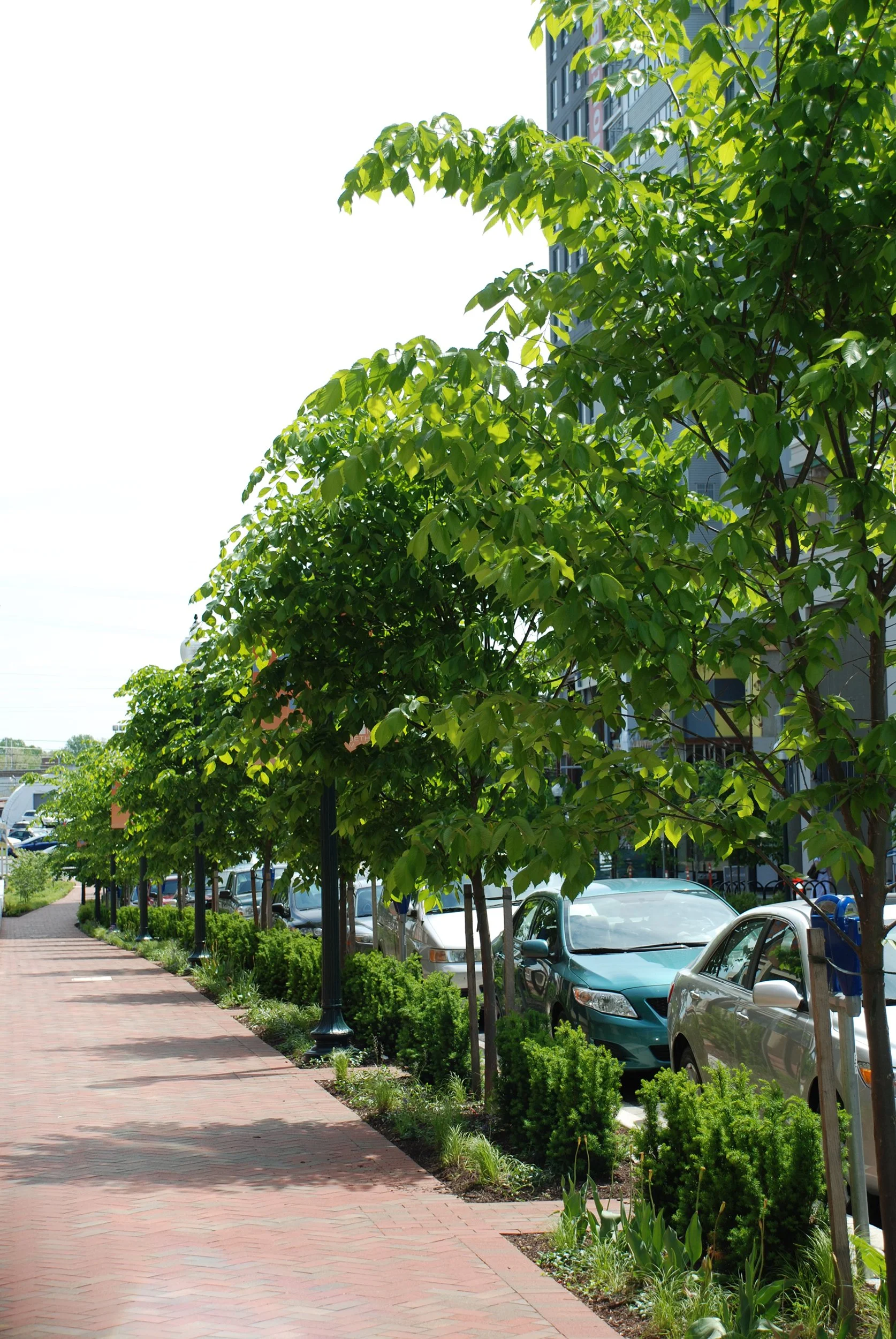 North Bethesda_2.JPG