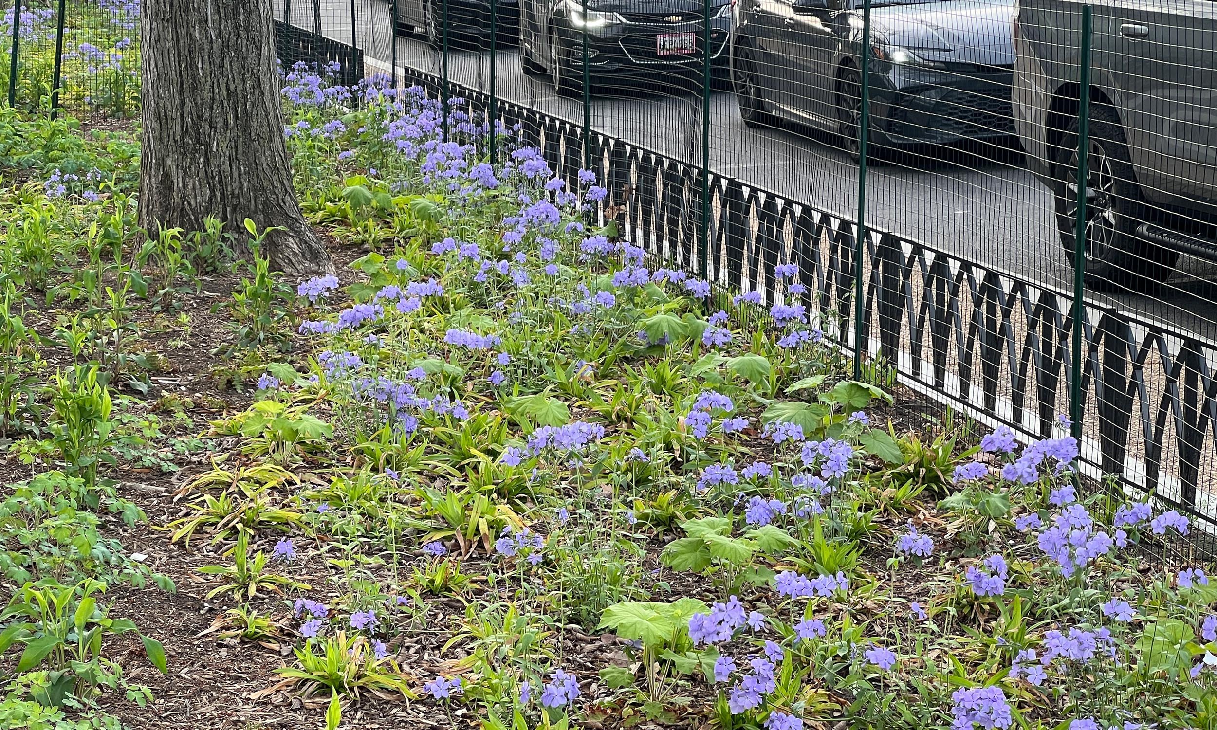 FINISHED AXO SPRING.jpg