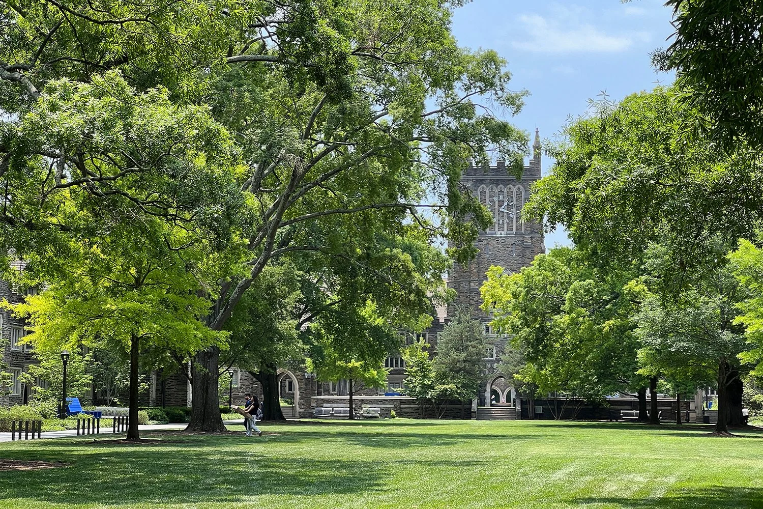 DUKE ABELE QUAD TREE & SOIL FRAMEWORK PLAN