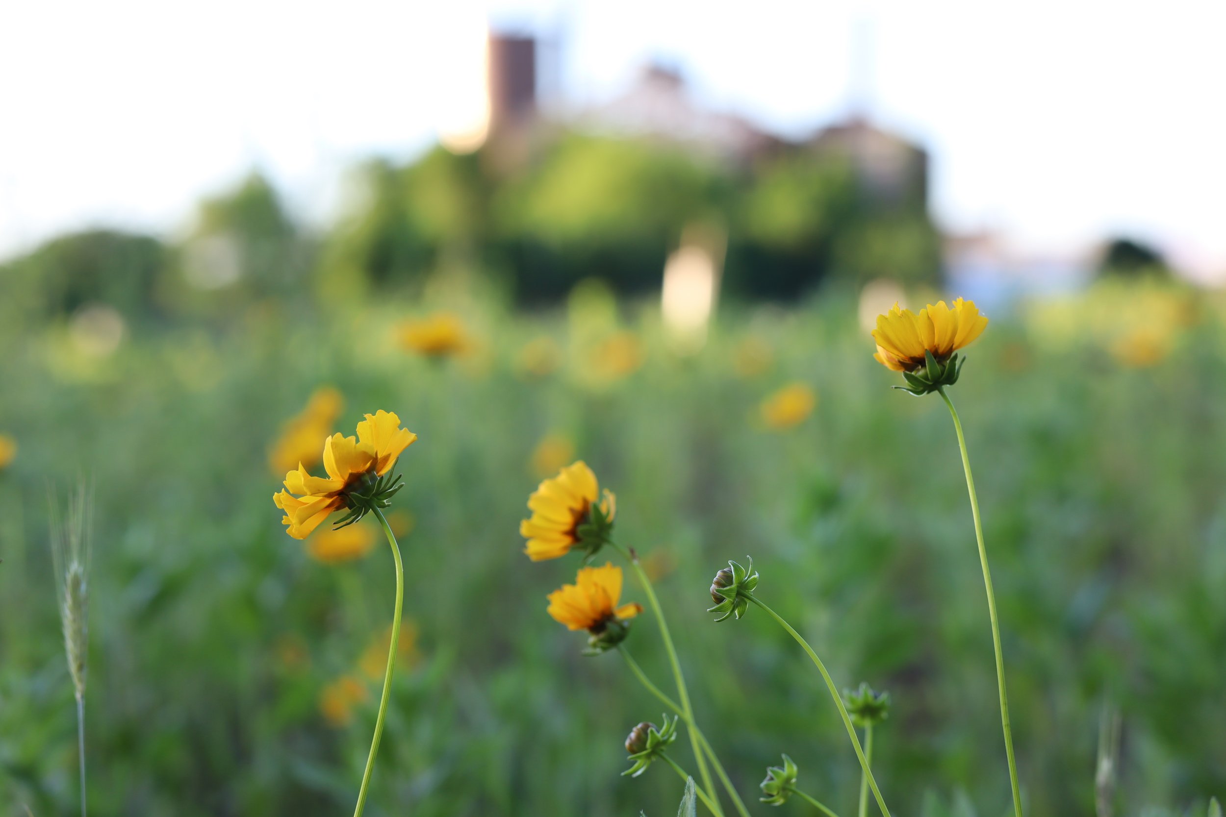 Loth-Coreopsis.JPG