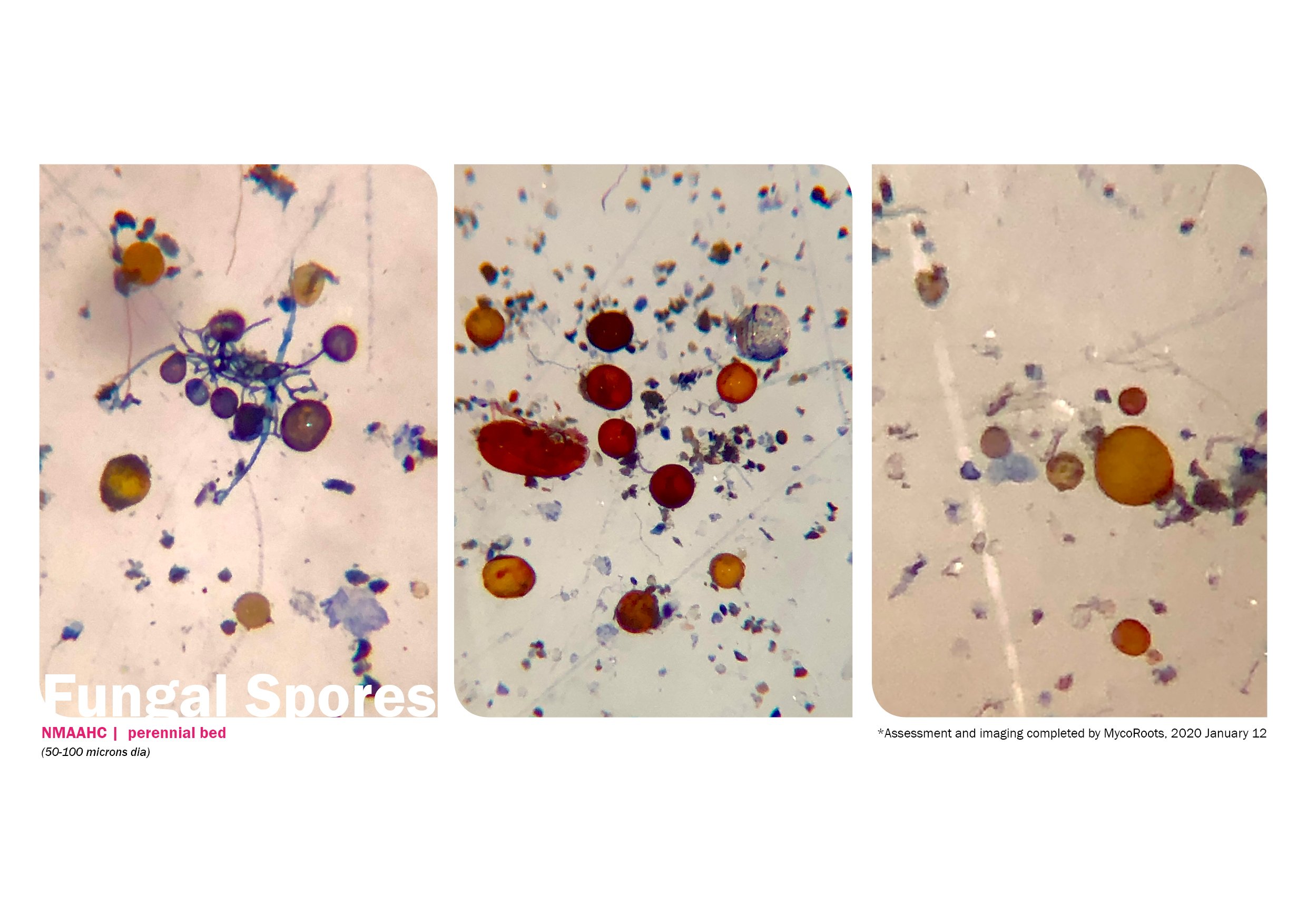 Smithsonian Soils_13.jpg