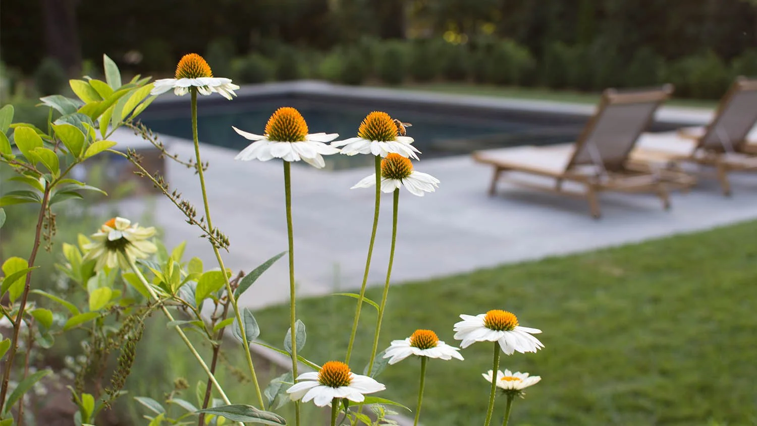 Terraced Garden Pool_5.jpg