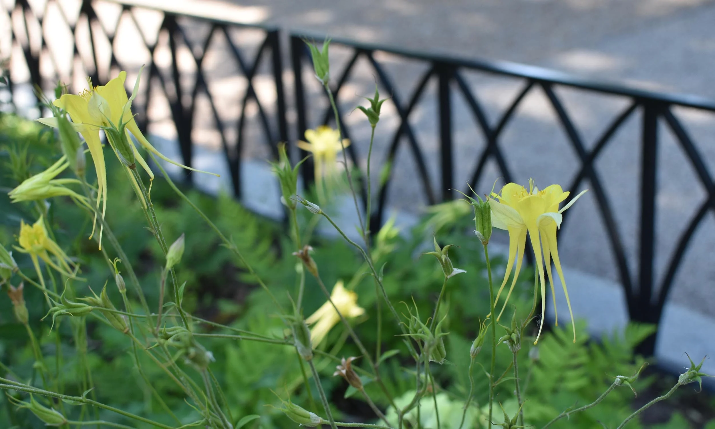 YELLOW FLOWER.jpg