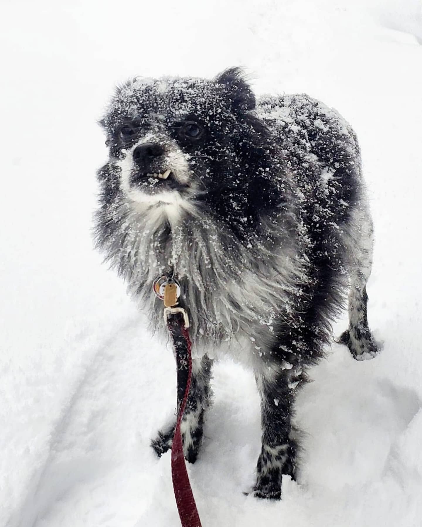 The February Tundra Monster bids you a wonderful weekend 😈💙⠀
⠀
⠀
🐾 Need a break from your cabin fever canine? Send them on a hike with us! 🐾 Adventuring upstate each week with our trusty guide Corey and a loyal pack of pups in all shapes and size