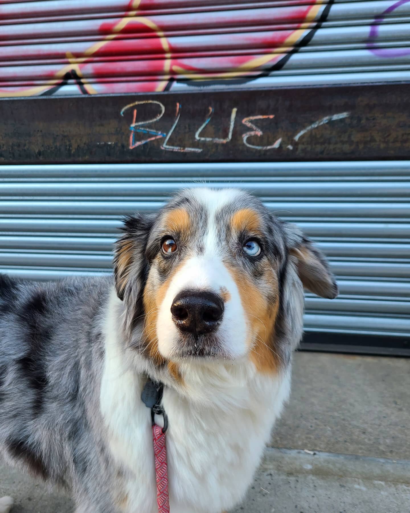 I wish I was rad enough to have my name in graffiti like Blue does 💙😎⠀
⠀
⠀
You know what's even cooler than our city walks? 🐾 NYC Doggystyle's &quot;Wet &amp; Wild&quot; adventures! 🌟 Let your dog join the pack and run wild with us through the wo