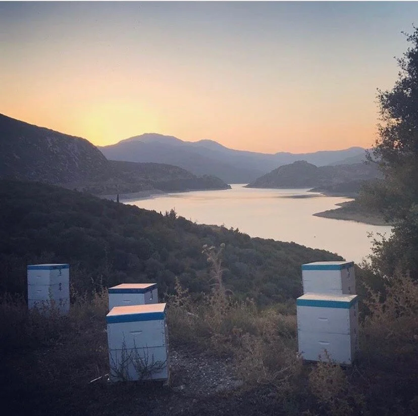 Honey: the Healthy Nectar of the Gods