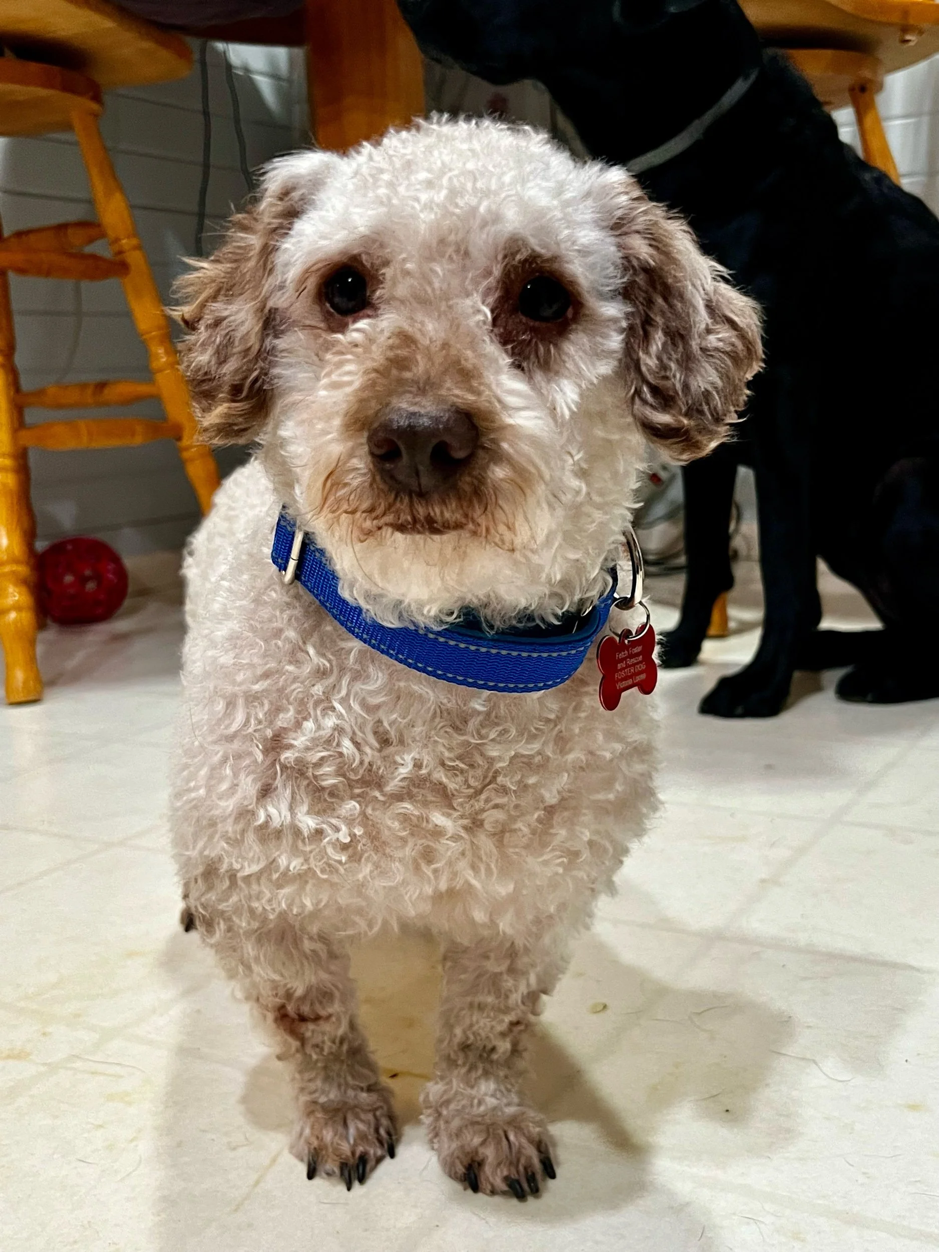 Monty — Fetch Foster and Rescue