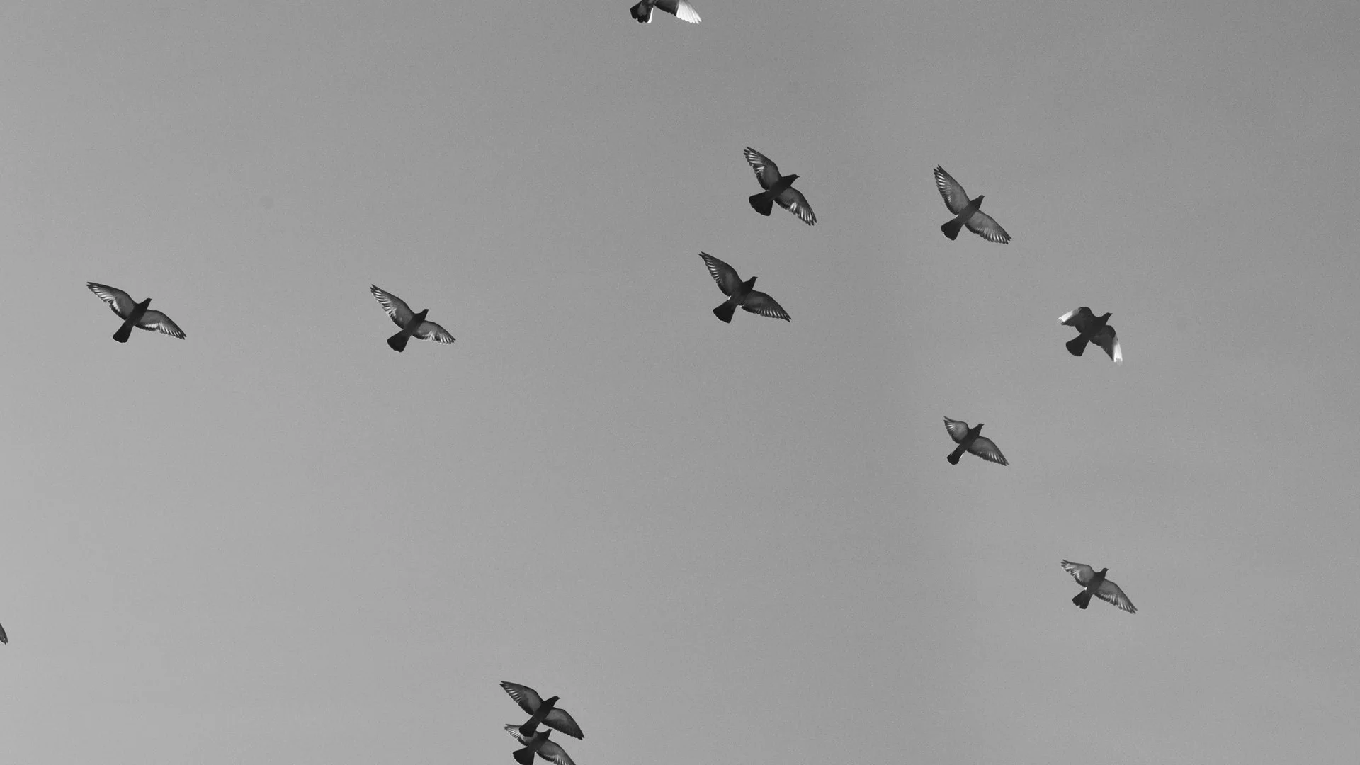 Birds.jpg