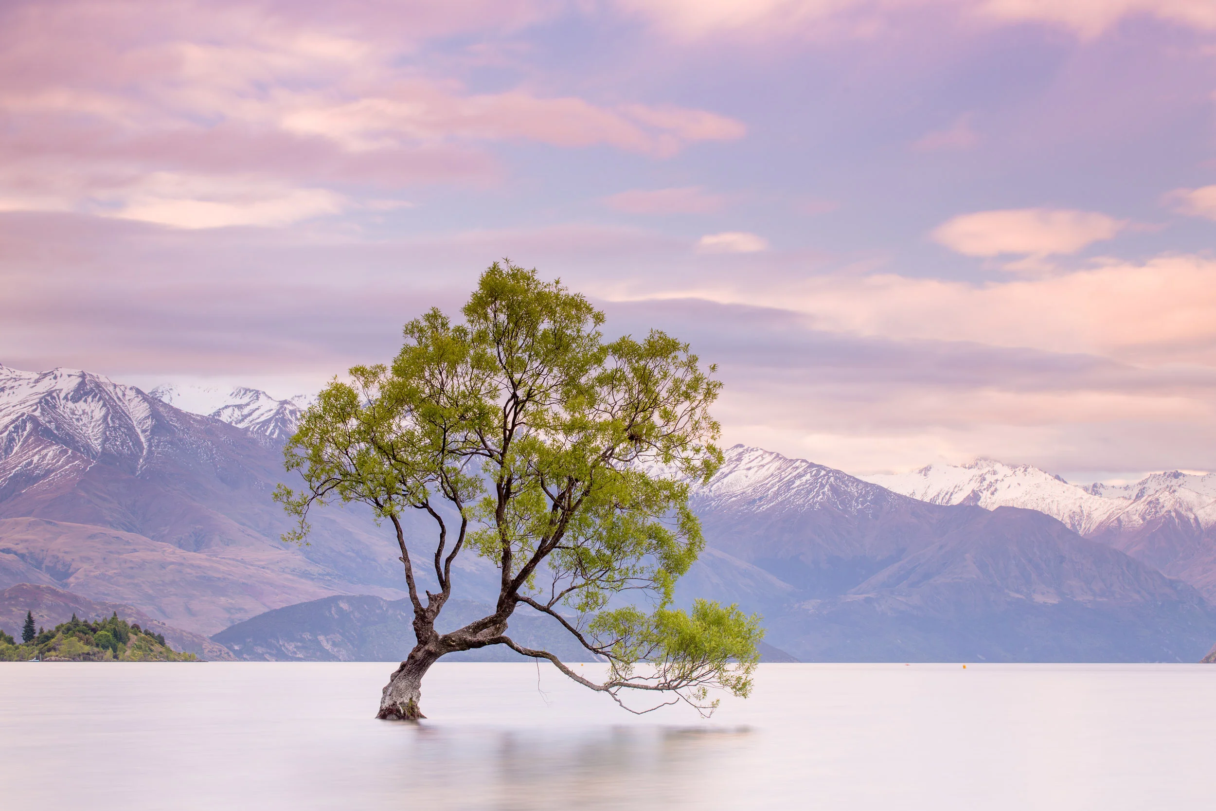 wanaka-tree-new-zealand.jpg