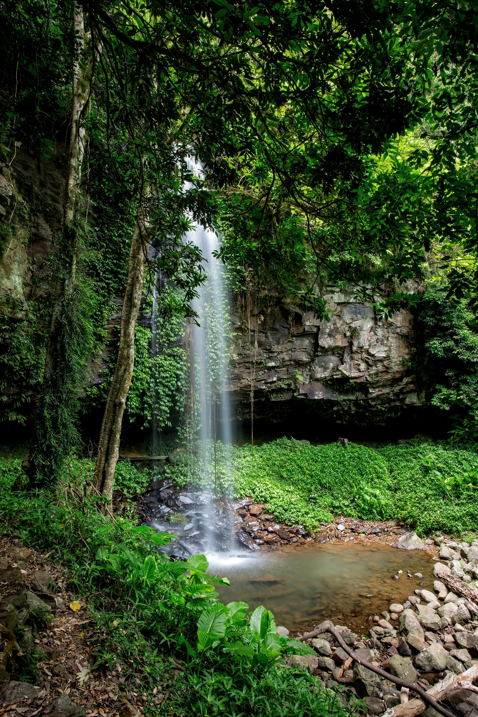 crystal-shower-falls-dorrigo.jpg