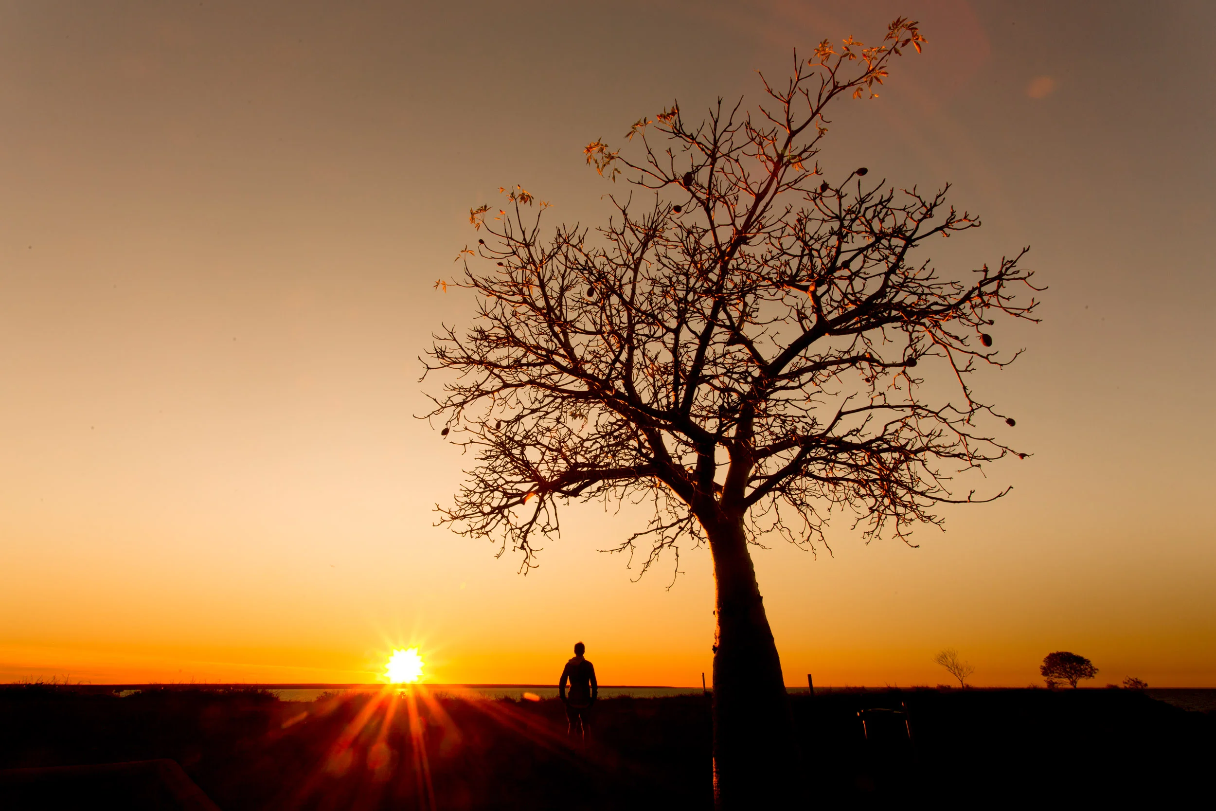 boab-tree-broome-western-australia.jpg